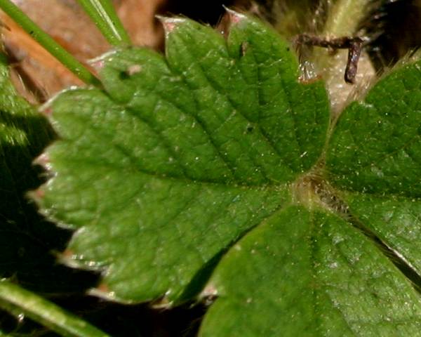Leaf of Barren Strawberry