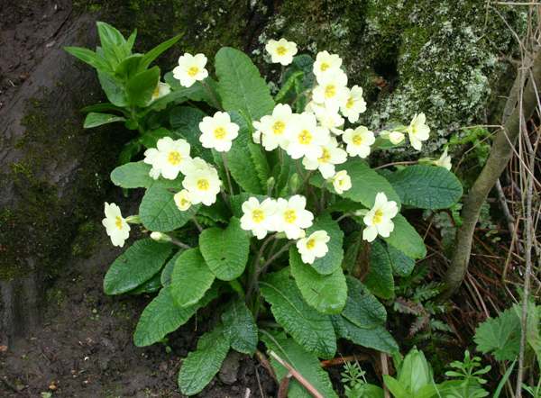 Primroses and False Oxlips in Pembrokeshire