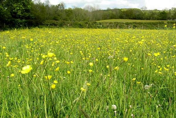 Meadow Buttercups Ranunculus acris, Wales