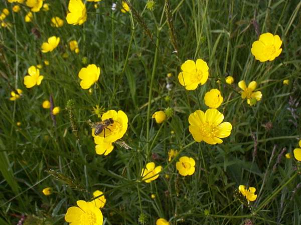 Closeup of Meadow Buttercup flowers