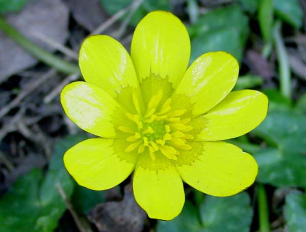 Lesser Celandine with eight petals