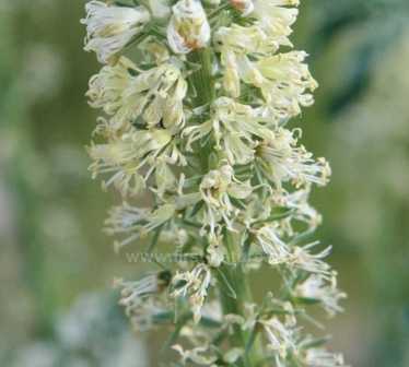 Close up of the flowers of Reseda alba