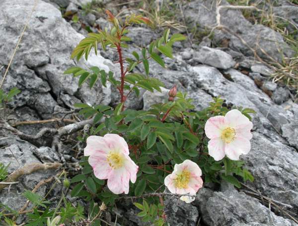 Rosa Pimpinellifolia, The Burnet Rose (also Known As Scotch Rose