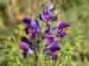 Salvia verbenaca, Wild Clary
