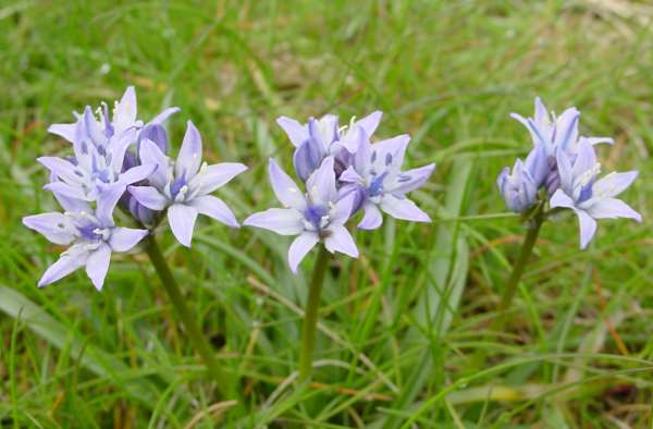 Side view of spring squill in bloom