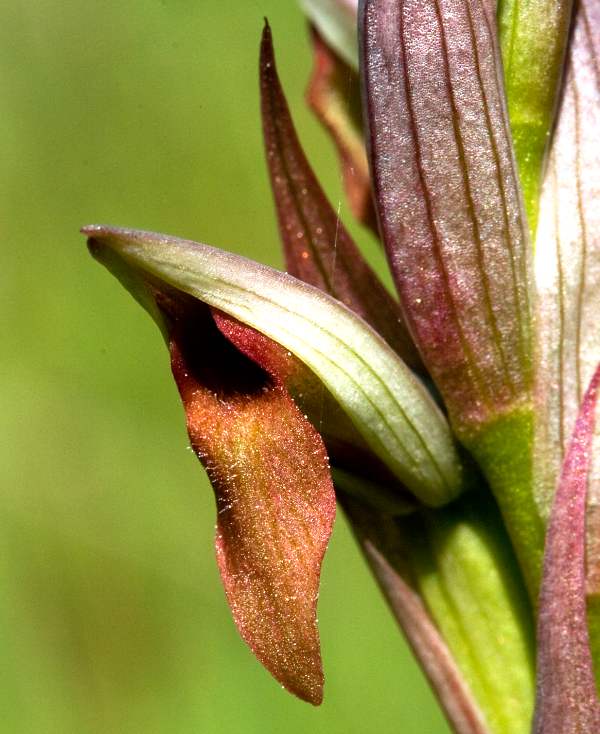 Serapias parviflora - Small-flowered Serapias