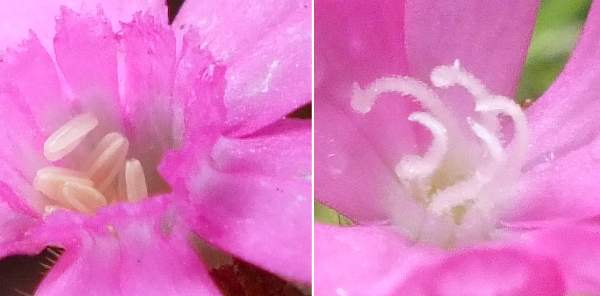 Male and female flowers of Red Campion