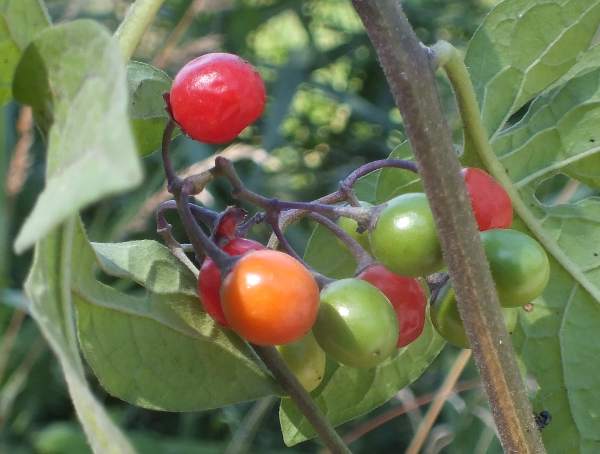 Fruits of Solanum dulcamara, Woody NIghtshade