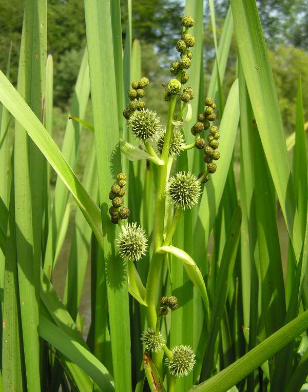 Male and female flowers of Branched Bur-reed