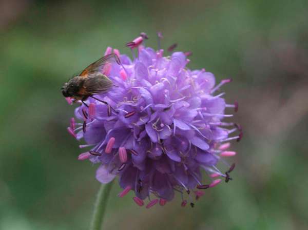Devil's-bit Scabious is the food plant of the larvae of the Marsh Fritillary Butterfly