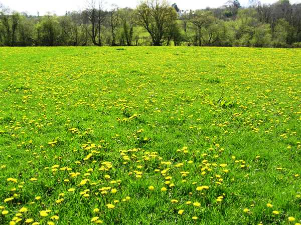 A field of Dandelions