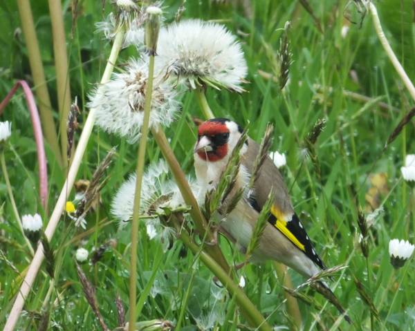Goldfinch feeding on Dandelion seeds