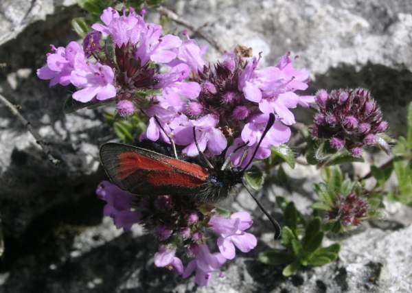Transparent Burnet Moth on the flowers of Wild Thyme
