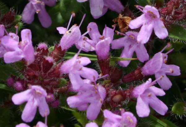 Closeup of Wild Thyme flowers
