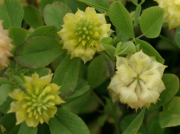 Trifolium campestre - Field Clover, or Hop Trefoil