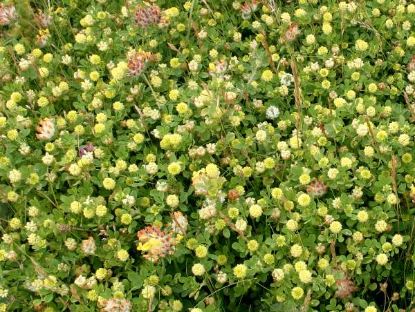 Trifolium campestre - Field Clover, or Hop Trefoil plant