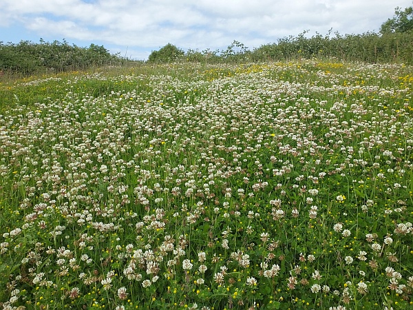 White Clover at RSPB Conwy, in North Wales