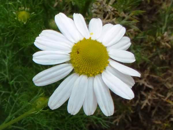 Scentless mayweed flower close-up