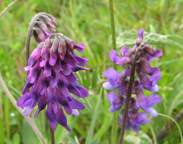 Tufted Vetch, closeup of flowers
