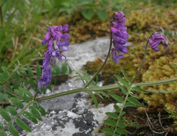 Tufted Vetch Vicia cracca, leaves and flowers