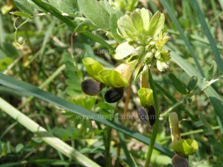 Black-eyed Vetch, Vicia melanops flowering in Italy