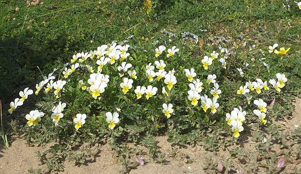 Dune Pansies on Anglesey