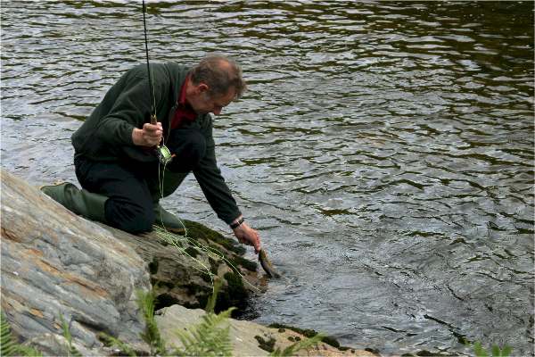 Releasing a wild brown trout on a mountain stream