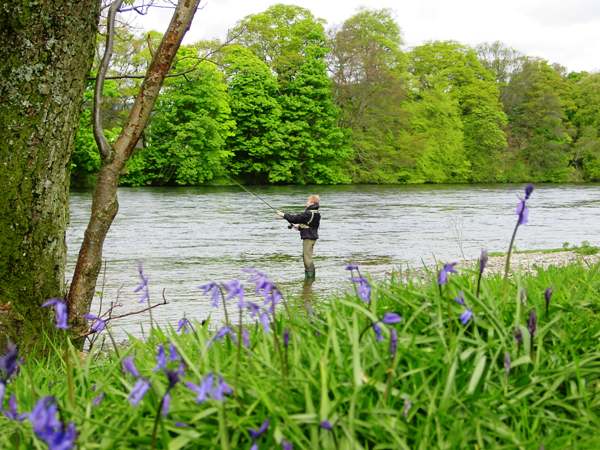 Sue Parker fishing on the Tay at Murthly