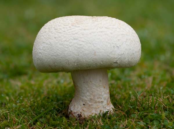 Agaricus arvensis - Horse Mushroom