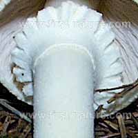 Stem and ring of Agaricus arvensis