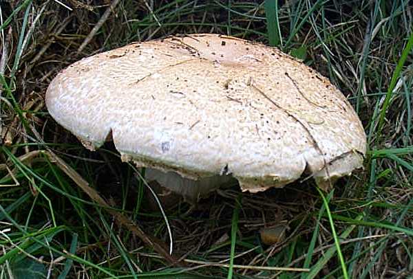 Agaricus arvensis - Horse Mushroom in a fairy ring
