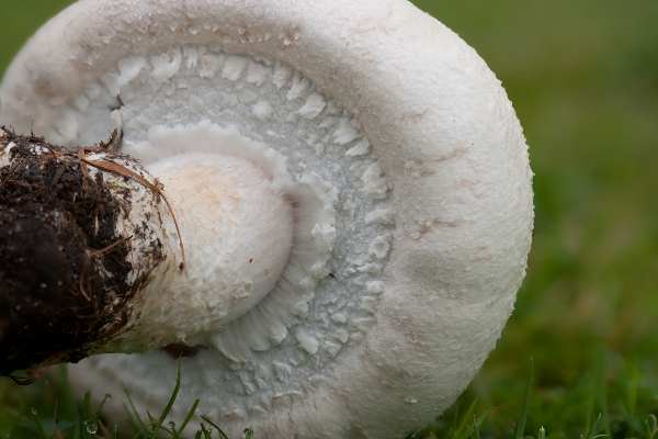Agaricus arvensis, closed cup stage