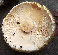 Gills of Agaricus augustus, The Prince