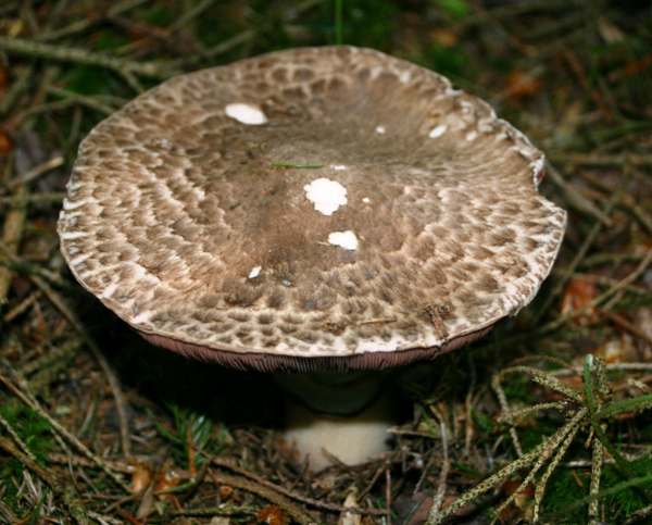 Agaricus augustus, The Prince, west Wales
