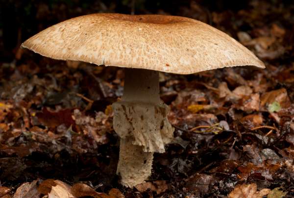 Agaricus augustus, The Prince, New Forest, Hampshire, England
