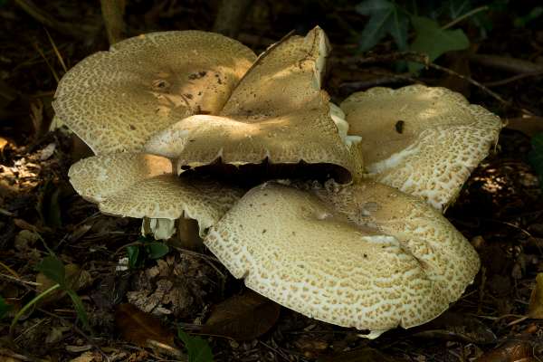 Group of Agaricus augustus, The Prince, Southern England