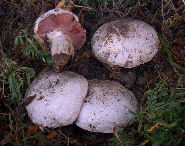 Agaricus bitorquis - Pavement Mushroom