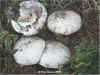 Agaricus bitorquis, Pavement Mushroom