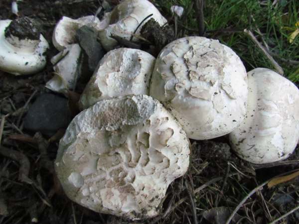 Agaricus bitorquis - Pavement Mushroom, West Wales