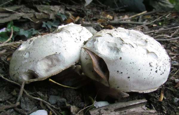Agaricus bitorquis - Pavement Mushroom, roadside verge