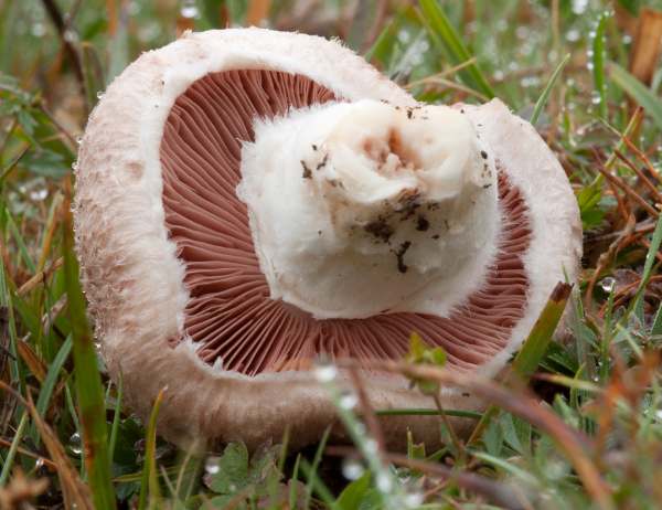 Agaricus campestris, Field Mushroom, southern England