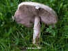 Field Mushroom, Agaricus campestris