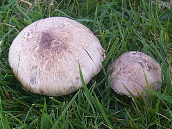 Agaricus campestris - Field Mushroom, Pembrokeshire, Wales UK