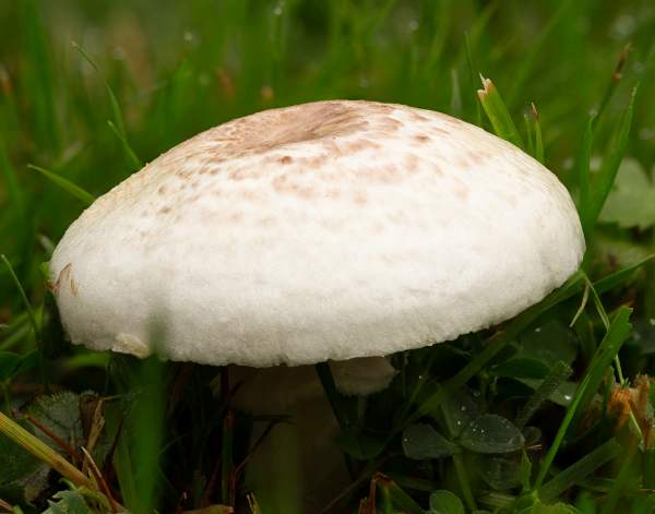 Agaricus comtulus, Mini Mushroom