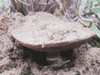Agaricus devoniensis, Dune Mushroom