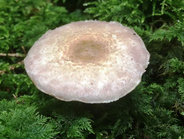 Agaricus dulcidulus - The Rosy Wood Mushroom