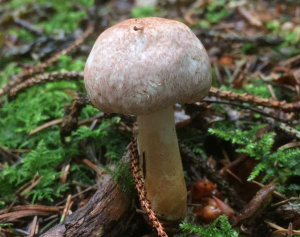 Agaricus dulcidulus, The Rosy Wood Mushroom, England