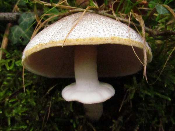 Agaricus moelleri, Inky Mushroom