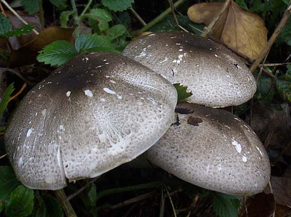 Agaricus moelleri, Inky Mushroom, on a roadside bank