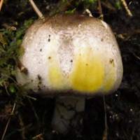 Young cap of Agaricus moelleri, Inky Mushroom